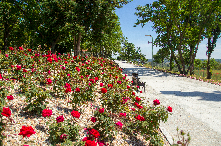 Na zdjęciu znajduje sie promenada w Krośnie Odrzańskim, z lewej strony kwitną róże koloru czerwonego